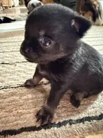 Kayla ,AKC  Tiny/Teacup size black/brown female , a female Chihuahua for sale in Coxsackie, NY – 7 of 10