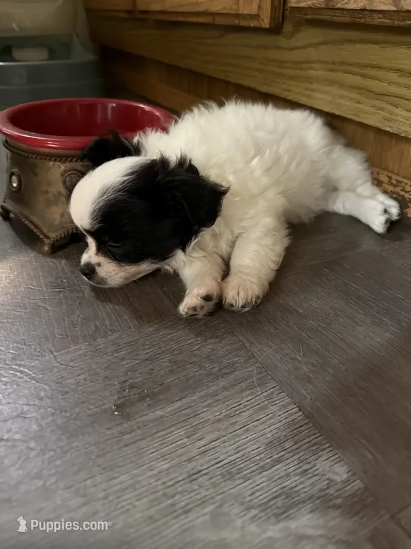 AKC Double coat Tommy, black on white  – Chihuahua puppy for sale in Coxsackie, NY
