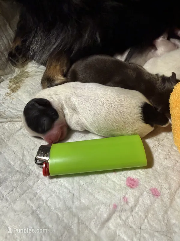 AKC Tiny toy/teacup sized white boy with black eyes  – Chihuahua puppy for sale in Coxsackie, NY