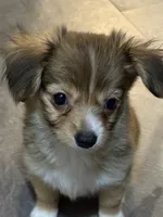  Alyssa,Dark tri female chion papillon/Chihuahua, a female Chihuahua and Papillon for sale in Coxsackie, NY – 10 of 10