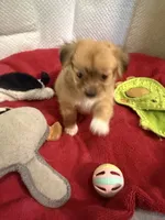 Robert, light colored chion, papillon/Chihuahua, a male Chihuahua and Papillon for sale in Coxsackie, NY – 5 of 8