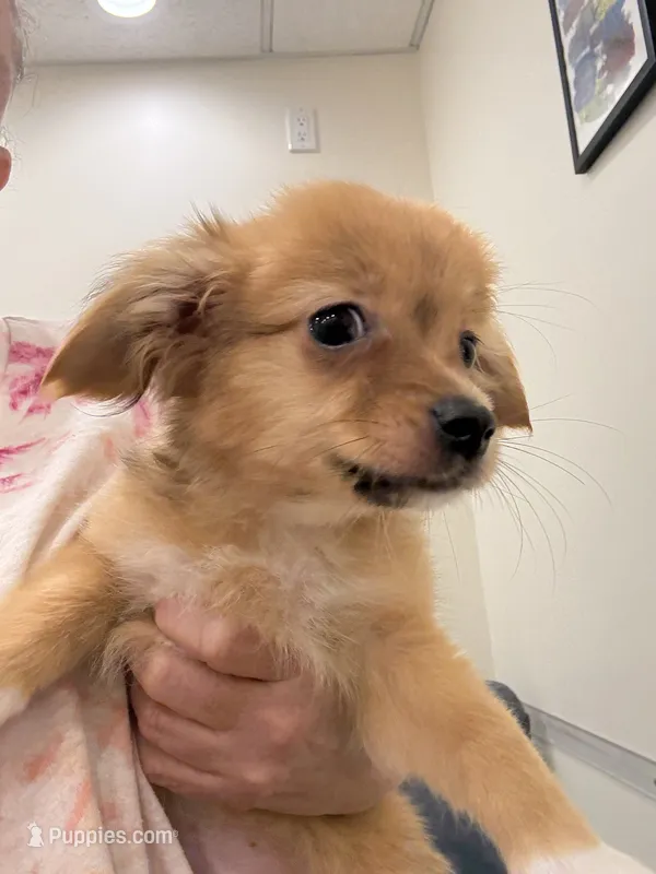 Robert, light colored chion, papillon/Chihuahua – Chihuahua, Papillon puppy for sale in Coxsackie, NY