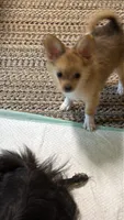 Robert, light colored chion, papillon/Chihuahua, a male Chihuahua and Papillon for sale in Coxsackie, NY – 6 of 10