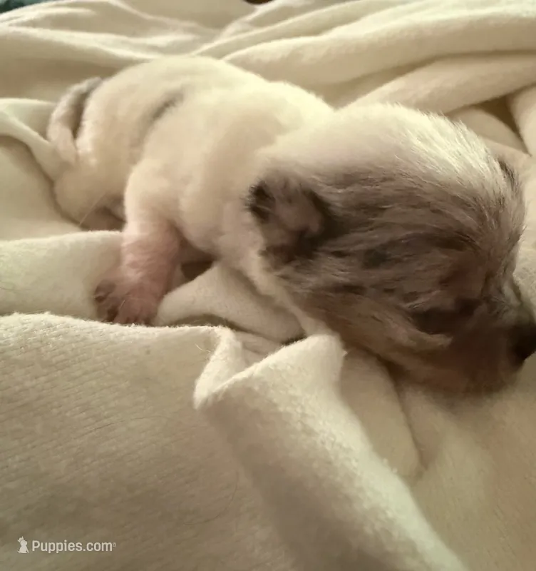 AKC White Merle  – Chihuahua puppy for sale in Coxsackie, NY
