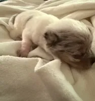 AKC White Merle , a male Chihuahua for sale in Coxsackie, NY – 1 of 10