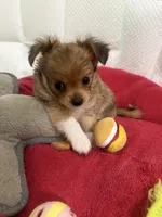 Teddy Little dark brown papillon/Chihuahua chion boy , a male Chihuahua and Papillon for sale in Coxsackie, NY – 2 of 10