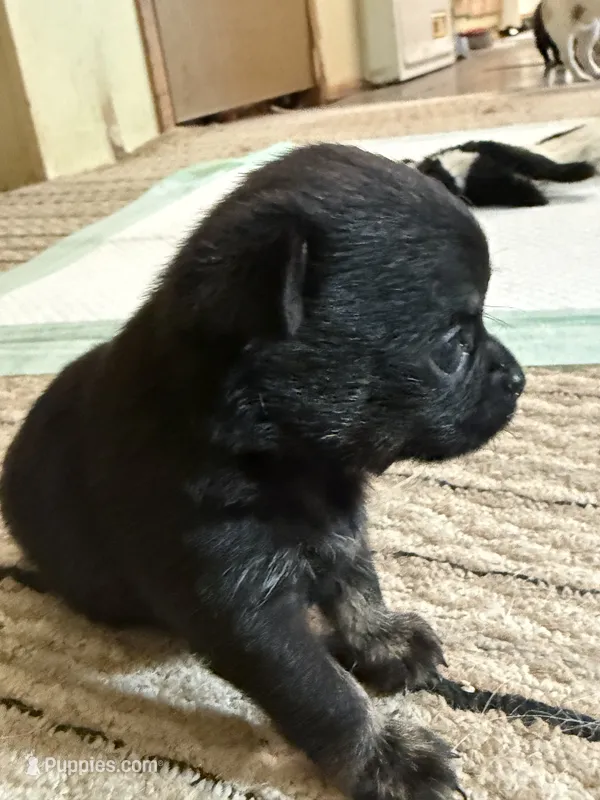 Kayla ,AKC  Tiny/Teacup size black/brown female  – Chihuahua puppy for sale in Coxsackie, NY