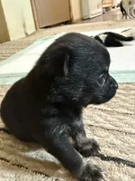 Kayla ,AKC  Tiny/Teacup size black/brown female , a female Chihuahua for sale in Coxsackie, NY – 1 of 10