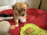 Robert, light colored chion, papillon/Chihuahua, a male Chihuahua and Papillon for sale in Coxsackie, NY – 2 of 8