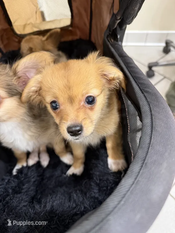 Robert, light colored chion, papillon/Chihuahua – Chihuahua, Papillon puppy for sale in Coxsackie, NY