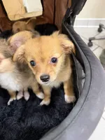 Robert, light colored chion, papillon/Chihuahua, a male Chihuahua and Papillon for sale in Coxsackie, NY – 4 of 10