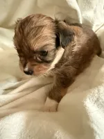 Little dark brown chion boy , a male Chihuahua and Papillon for sale in Coxsackie, NY – 7 of 8