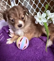  Alyssa,Dark tri female chion papillon/Chihuahua, a female Chihuahua and Papillon for sale in Coxsackie, NY – 7 of 10