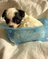 AKC Tiny toy sized white boy with double coat,, a male Chihuahua for sale in Coxsackie, NY – 5 of 10
