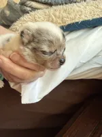 AKC White Merle , a male Chihuahua for sale in Coxsackie, NY – 5 of 10