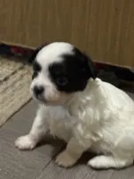 AKC Tiny toy sized white boy with black eyes , a male Chihuahua for sale in Coxsackie, NY – 4 of 10