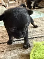 Kayla ,AKC  Tiny/Teacup size black/brown female , a female Chihuahua for sale in Coxsackie, NY – 5 of 10