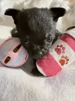 Kayla ,AKC  Tiny/Teacup size black/brown female , a female Chihuahua for sale in Coxsackie, NY – 2 of 10