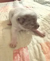 AKC White Merle , a male Chihuahua for sale in Coxsackie, NY – 9 of 10