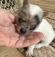AKC Toy size White / Merle boy, a male Chihuahua for sale in Coxsackie, NY – 2 of 10