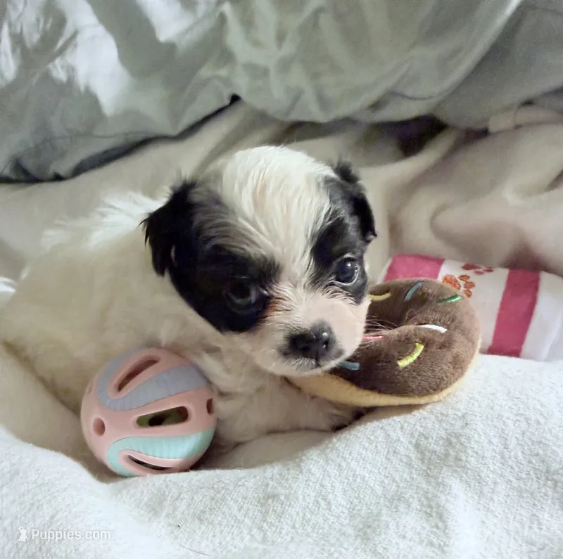 AKC Tiny toy sized white boy with black eyes  – Chihuahua puppy for sale in Coxsackie, NY