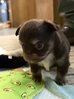 AKC chocolate male Chihuahua, a male Chihuahua for sale in Coxsackie, NY – 1 of 8