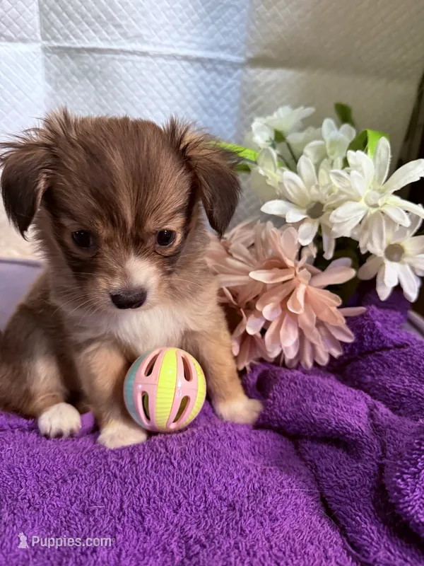  Alyssa,Dark tri female chion papillon/Chihuahua – Chihuahua, Papillon puppy for sale in Coxsackie, NY