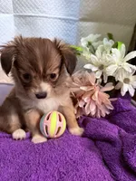  Alyssa,Dark tri female chion papillon/Chihuahua, a female Chihuahua and Papillon for sale in Coxsackie, NY – 1 of 10