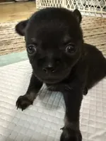 Kayla ,AKC  Tiny/Teacup size black/brown female , a female Chihuahua for sale in Coxsackie, NY – 2 of 10