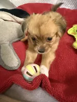 Robert, light colored chion, papillon/Chihuahua, a male Chihuahua and Papillon for sale in Coxsackie, NY – 3 of 8