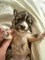 Dark female chion , a female Chihuahua and Papillon for sale in Coxsackie, NY – 9 of 9
