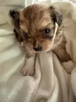 Little dark brown chion boy , a male Chihuahua and Papillon for sale in Coxsackie, NY – 2 of 8