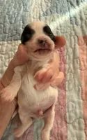 AKC Tiny toy/teacup sized white boy with black eyes , a male Chihuahua for sale in Coxsackie, NY – 6 of 10