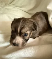 Dark female chion , a female Chihuahua and Papillon for sale in Coxsackie, NY – 4 of 9