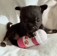 Kayla ,AKC  Tiny/Teacup size black/brown female , a female Chihuahua for sale in Coxsackie, NY – 1 of 10