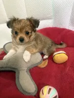 Teddy Little dark brown papillon/Chihuahua chion boy , a male Chihuahua and Papillon for sale in Coxsackie, NY – 4 of 10