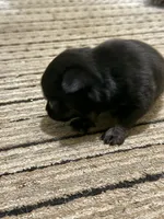 Kayla ,AKC  Tiny/Teacup size black/brown female , a female Chihuahua for sale in Coxsackie, NY – 9 of 10