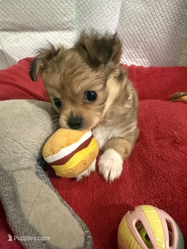 Teddy Little dark brown papillon/Chihuahua chion boy  – Chihuahua, Papillon puppy for sale in Coxsackie, NY