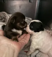 AKC chocolate male Chihuahua, a male Chihuahua for sale in Coxsackie, NY – 6 of 8