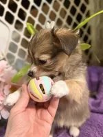  Alyssa,Dark tri female chion papillon/Chihuahua, a female Chihuahua and Papillon for sale in Coxsackie, NY – 2 of 10