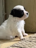AKC Tiny toy sized white boy with black eyes , a male Chihuahua for sale in Coxsackie, NY – 1 of 10