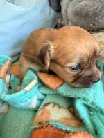 Light colored chion, a male Chihuahua and Papillon for sale in Coxsackie, NY – 1 of 10