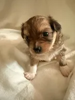 Little dark brown chion boy , a male Chihuahua and Papillon for sale in Coxsackie, NY – 3 of 8