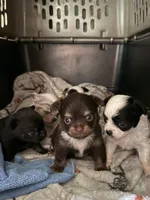 AKC chocolate male Chihuahua, a male Chihuahua for sale in Coxsackie, NY – 4 of 8