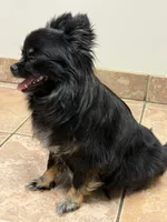 Kayla ,AKC  Tiny/Teacup size black/brown female , a female Chihuahua for sale in Coxsackie, NY – 10 of 10