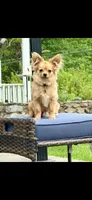 Robert, light colored chion, papillon/Chihuahua, a male Chihuahua and Papillon for sale in Coxsackie, NY – 10 of 10