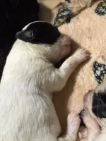 AKC Tiny toy/teacup sized white boy with black eyes , a male Chihuahua for sale in Coxsackie, NY – 8 of 10