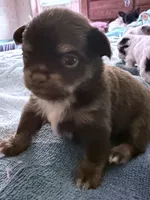 AKC chocolate male Chihuahua, a male Chihuahua for sale in Coxsackie, NY – 2 of 8