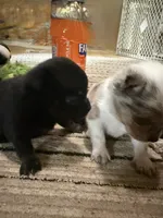 Kayla ,AKC  Tiny/Teacup size black/brown female , a female Chihuahua for sale in Coxsackie, NY – 8 of 10