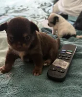 AKC chocolate male Chihuahua, a male Chihuahua for sale in Coxsackie, NY – 8 of 8